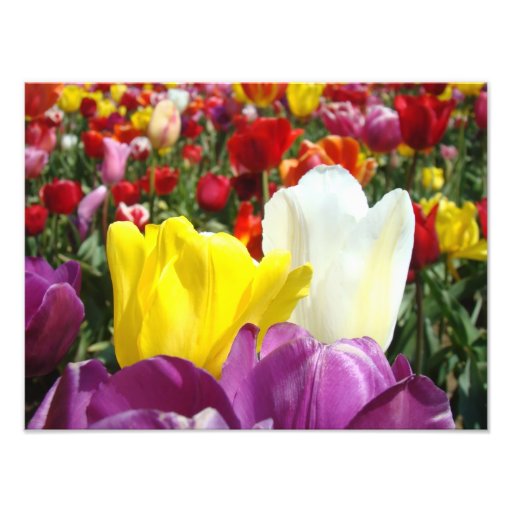 Nature Photography prints Tulip Flowers Garden from Zazzle.