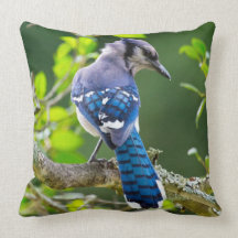 Nature Photography Shy Blue Jay Throw Pillow