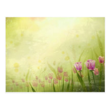 NATURE - PINK TULIPS POST CARDS