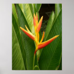 Nature Posters