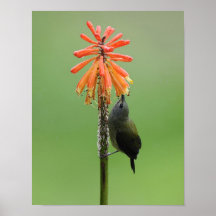 Nature Posters