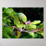 Nature’s great moments print