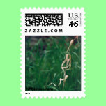 Nature Stamp
