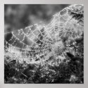 Nature's Artist - The Spider's Web - Photograph print