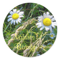 Natures, Beauty-Daisies-Stickers by pammys Natures, Beauty-Daisies-Stickers