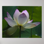 Natures Beauty Posters