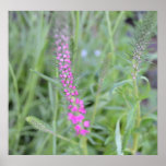 Nature's Beauty Print