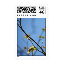 Natures Beauty Tree Blossom Postage postage