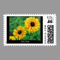 Natures Beauty-Yellow Blossoms