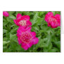 splash of color, floral, flower, pink, blank,
