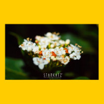 NATURES BOUQUET posters