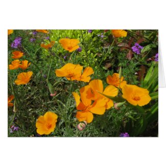Natures Canvas-Poppies card