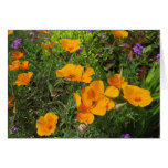 Natures Canvas-Poppies Cards