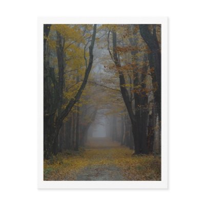 Nature's Cathedral Postcard by threesalamanders