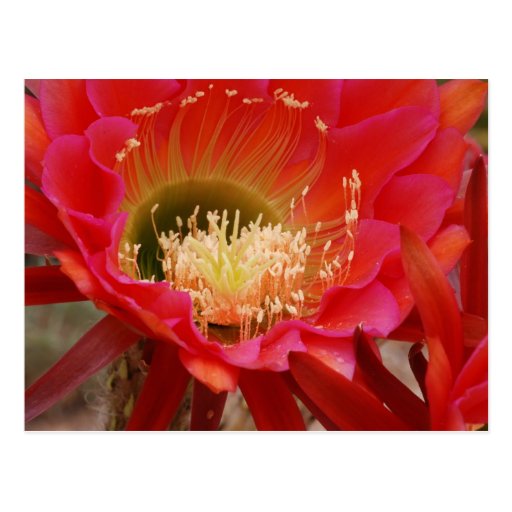 Nature's Dance Post Cards