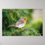 Nature's Delight posters