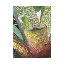 Nature's Design! Stretched Canvas Print