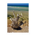 Nature's Elements - Driftwood Beach Poster posters by art_prints_posters Nature's Elements - Driftwood Beach Poster posters