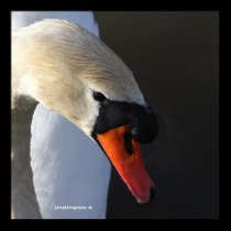 Nature's Finest posters
