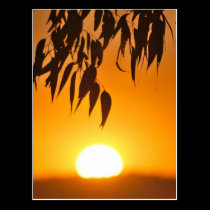 Nature's Frame postcards