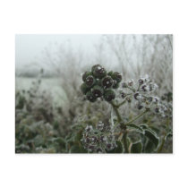 Natures Frost Postcard postcards
