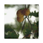 Natures Fruit magnets