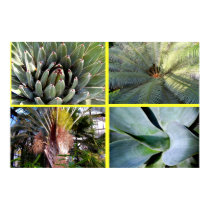 Natures Geometry Collage posters