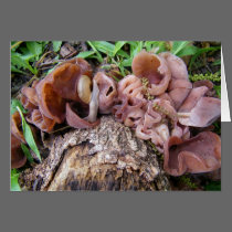 Natures Gift cards