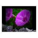 Nature's Gifts Poster posters