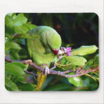 Nature's great moments mouse pads