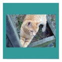 Natures Kitty posters by pammys Natures Kitty posters