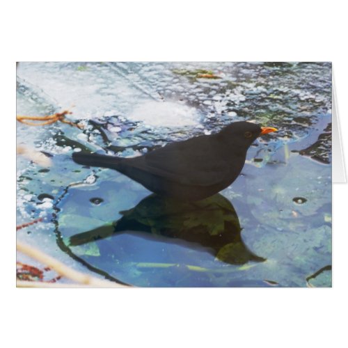 Nature's Mirror card