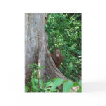 Nature's Original Tree Hugger in Rain Forest Greeting Card