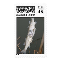 Nature's proof of concept. postage