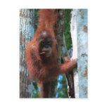 Nature's Redhead: the red ape Post Card