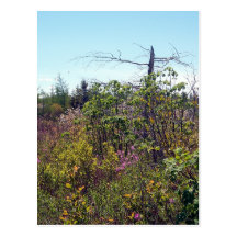 Nature's Scare Crow Postcard