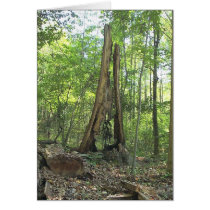 Nature's Sculpture cards