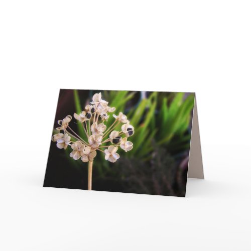 Nature's Seed : Photography Macro Card card