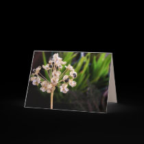 Nature's Seed : Photography Macro Card