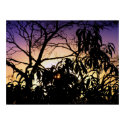 Nature's silhouette Poster posters