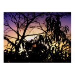 Nature's silhouette Poster