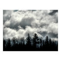 Nature's Silhouette Print