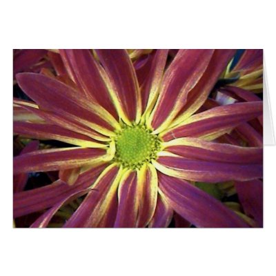 Natures Star Card by captphrank