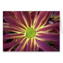 Natures Star cards by captphrank Natures Star cards