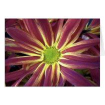 Natures Star cards