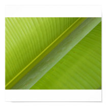 Natures Tranquilizer posters by Debrene Natures Tranquilizer posters