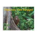 Nature's Tree Hugger postcard