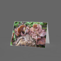 Natures Wild Mushrooms cards