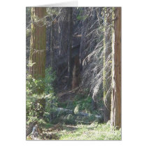 Nature's Window V cards by sumiko Nature's Window V cards