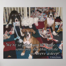 Naughty Boxer Puppies Poster